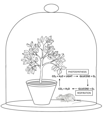 The Carbon Cycle